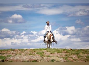 American Paint Horse, Hongre, 4 Ans, 155 cm, Pinto