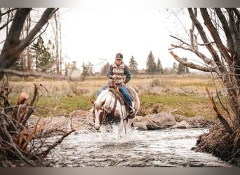 American Paint Horse, Hongre, 4 Ans, 155 cm, Pinto