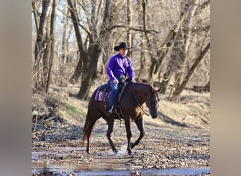 American Paint Horse, Hongre, 4 Ans, 157 cm, Alezan brûlé
