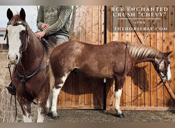 American Paint Horse, Hongre, 4 Ans, 165 cm, Alezan cuivré