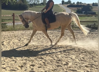 American Paint Horse, Hongre, 4 Ans, 165 cm, Palomino