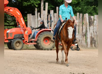 American Paint Horse, Hongre, 4 Ans, Alezan cuivré
