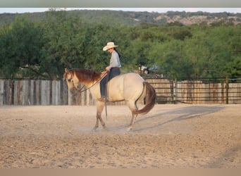 American Paint Horse, Hongre, 4 Ans, Champagne