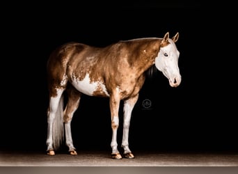 American Paint Horse, Hongre, 4 Ans, Palomino