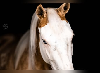 American Paint Horse, Hongre, 4 Ans, Palomino