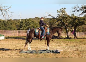 American Paint Horse, Hongre, 5 Ans, 142 cm, Tobiano-toutes couleurs