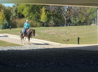 American Paint Horse, Hongre, 5 Ans, 142 cm, Tobiano-toutes couleurs