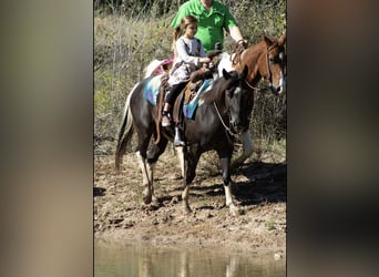 American Paint Horse, Hongre, 5 Ans, 142 cm, Tobiano-toutes couleurs