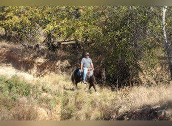 American Paint Horse, Hongre, 5 Ans, 142 cm, Tobiano-toutes couleurs