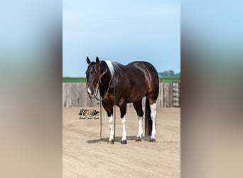 American Paint Horse, Hongre, 5 Ans, 150 cm, Tobiano-toutes couleurs