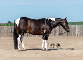 American Paint Horse, Hongre, 5 Ans, 150 cm, Tobiano-toutes couleurs
