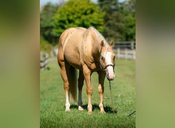 American Paint Horse, Hongre, 5 Ans, 152 cm, Palomino