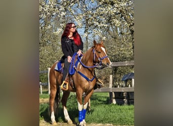 American Paint Horse Croisé, Hongre, 5 Ans, 155 cm, Pinto