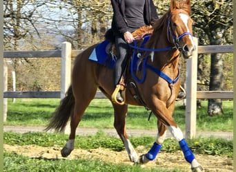 American Paint Horse Croisé, Hongre, 5 Ans, 155 cm, Pinto