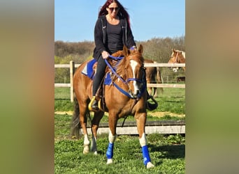 American Paint Horse Croisé, Hongre, 5 Ans, 155 cm, Pinto