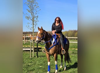 American Paint Horse Croisé, Hongre, 5 Ans, 155 cm, Pinto