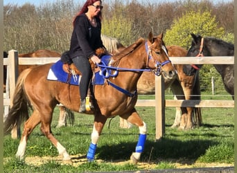 American Paint Horse Croisé, Hongre, 5 Ans, 155 cm, Pinto