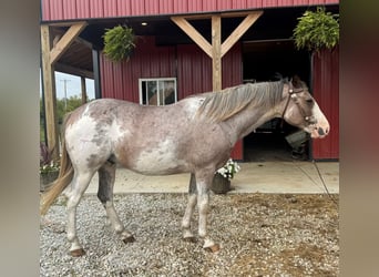 American Paint Horse, Hongre, 5 Ans, 155 cm, Sabino