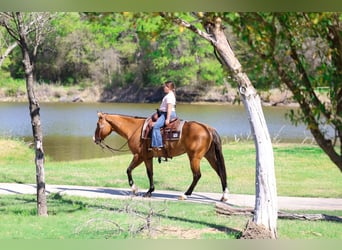 American Paint Horse, Hongre, 5 Ans, 157 cm, Isabelle