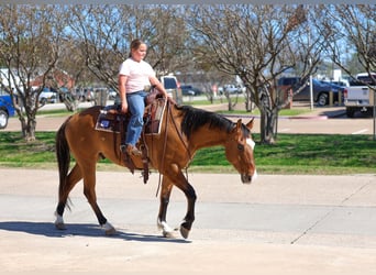 American Paint Horse, Hongre, 5 Ans, 157 cm, Isabelle