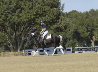 American Paint Horse, Hongre, 5 Ans, 157 cm, Noir