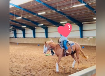 American Paint Horse, Hongre, 5 Ans, 157 cm, Overo-toutes couleurs