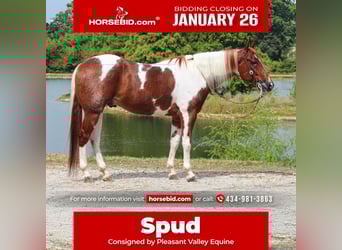 American Paint Horse, Hongre, 5 Ans, 157 cm, Tobiano-toutes couleurs