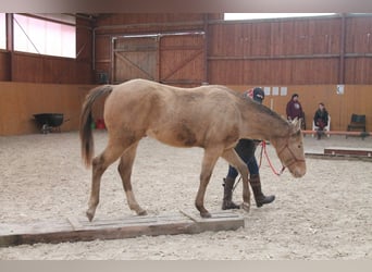 American Paint Horse, Hongre, 5 Ans, 158 cm, Champagne