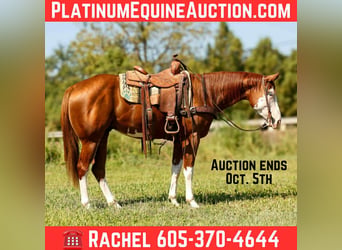 American Paint Horse, Hongre, 5 Ans, 160 cm, Alezan brûlé