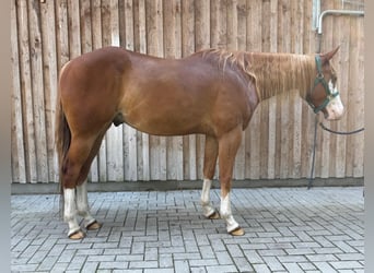 American Paint Horse, Hongre, 5 Ans, 160 cm, Alezan