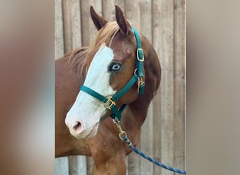 American Paint Horse, Hongre, 5 Ans, 160 cm, Alezan