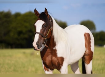 American Paint Horse, Hongre, 5 Ans, Pinto