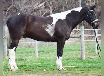 American Paint Horse Croisé, Hongre, 5 Ans, Pinto