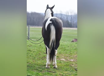 American Paint Horse Croisé, Hongre, 5 Ans, Pinto