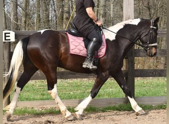 American Paint Horse Croisé, Hongre, 5 Ans, Pinto
