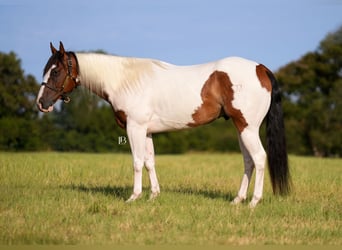 American Paint Horse, Hongre, 5 Ans, Pinto