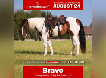 American Paint Horse, Hongre, 5 Ans, Pinto