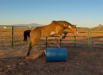 American Paint Horse, Hongre, 6 Ans, 142 cm, Overo-toutes couleurs
