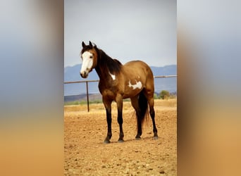 American Paint Horse, Hongre, 6 Ans, 142 cm, Overo-toutes couleurs