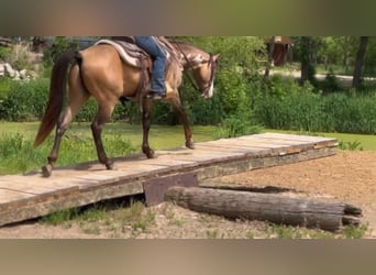 American Paint Horse, Hongre, 6 Ans, 142 cm, Overo-toutes couleurs