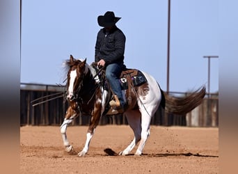American Paint Horse, Hongre, 6 Ans, 145 cm, Pinto