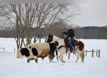 American Paint Horse, Hongre, 6 Ans, 145 cm, Pinto