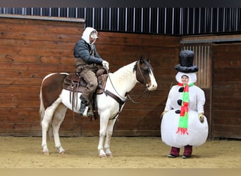 American Paint Horse, Hongre, 6 Ans, 145 cm, Pinto