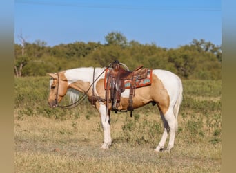 American Paint Horse, Hongre, 6 Ans, 147 cm, Pinto