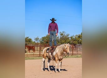 American Paint Horse, Hongre, 6 Ans, 147 cm, Pinto