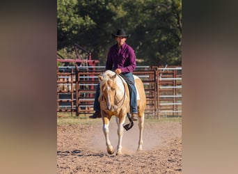 American Paint Horse, Hongre, 6 Ans, 147 cm, Pinto