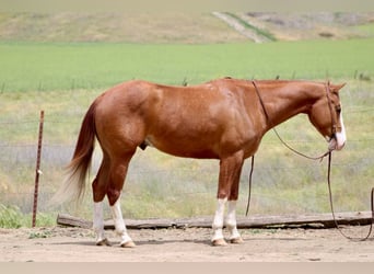 American Paint Horse, Hongre, 6 Ans, 150 cm, Alezan brûlé