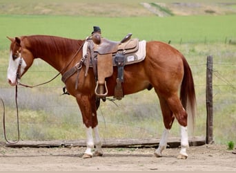 American Paint Horse, Hongre, 6 Ans, 150 cm, Alezan brûlé