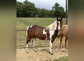 American Paint Horse, Hongre, 6 Ans, 150 cm, Tobiano-toutes couleurs