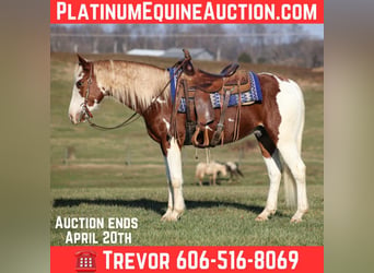 American Paint Horse, Hongre, 6 Ans, 152 cm, Tobiano-toutes couleurs